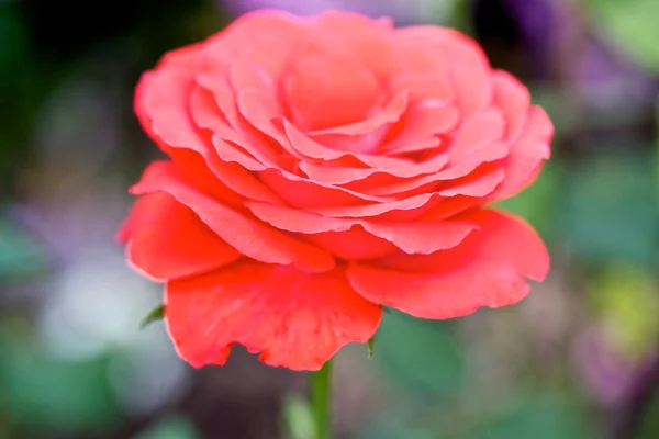 Růže na keři v zahradě — Stock fotografie