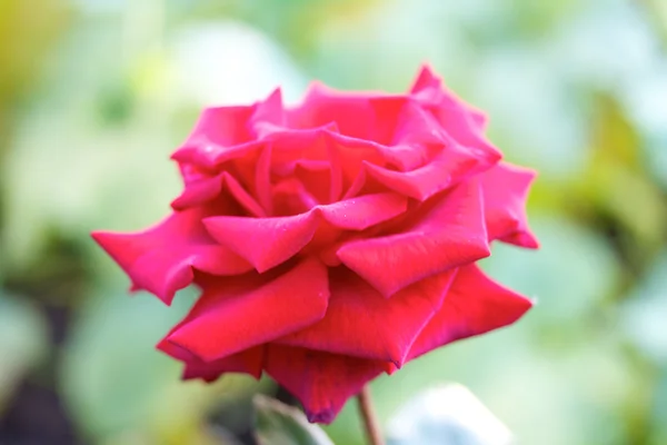 Розы на кустах в саду — стоковое фото
