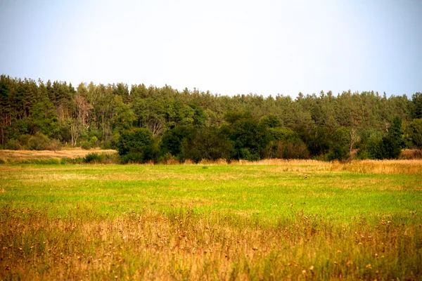 Grastal im Sommer im Wald — Stockfoto