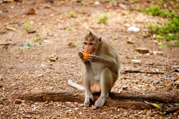 タイのジャングルの猿 — ストック写真