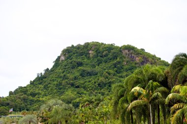 palmiye ağacı üzerinde Tayland güneyinde