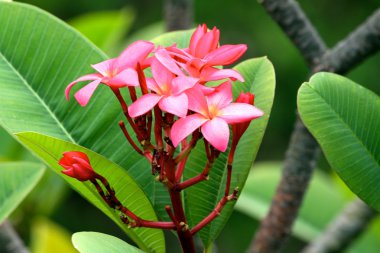 Frangipani (Plumeria)