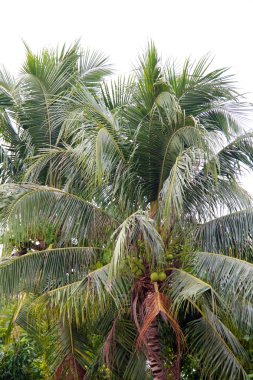 palmiye ağacı üzerinde Tayland güneyinde