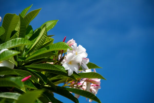Frangipani (Живці квітів ) — стокове фото