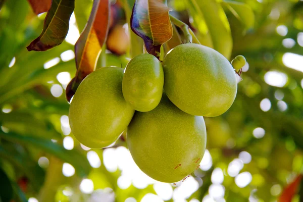 stock image Closeup of tropical coconut