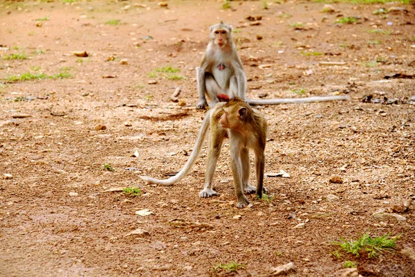 Monkey on Jungle of Thailand