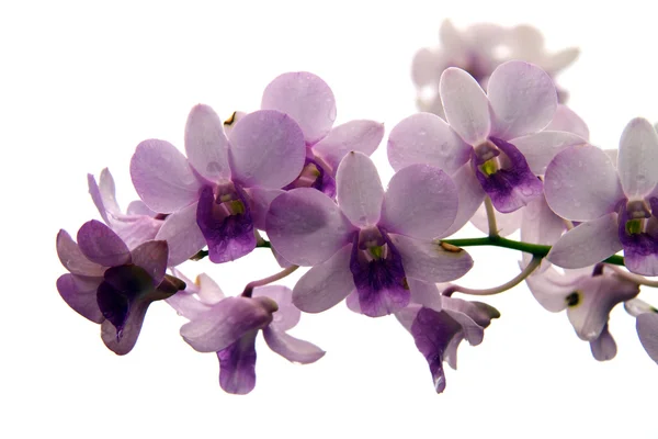 stock image Orchid Blooms