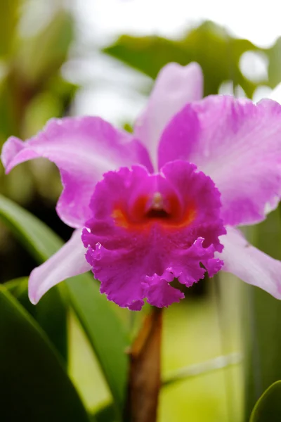 Orchid Blooms — Stock Photo, Image