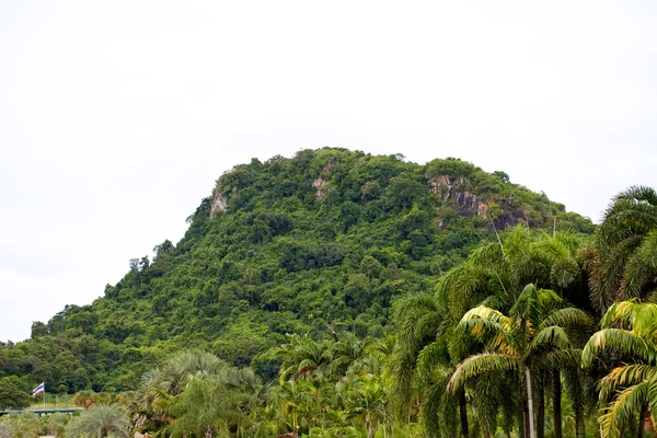 stock image Palm tree on south of Thailand