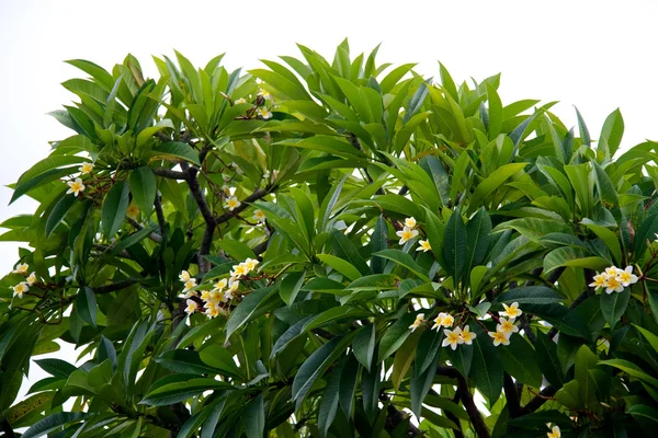 Frangipani (Plumeria) —  Fotos de Stock