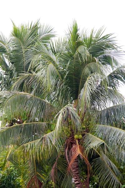 Дерево пальми на півдні Таїланду — стокове фото