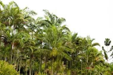 palmiye ağacı üzerinde Tayland güneyinde