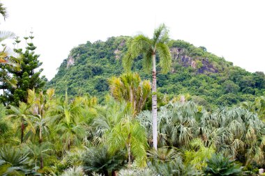 palmiye ağacı üzerinde Tayland güneyinde