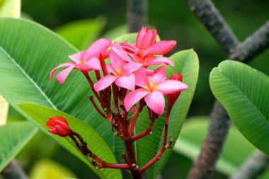 Frangipani (Plumeria)