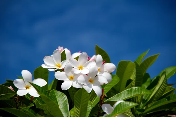 Plumeria (Plumeria) — Fotografia de Stock