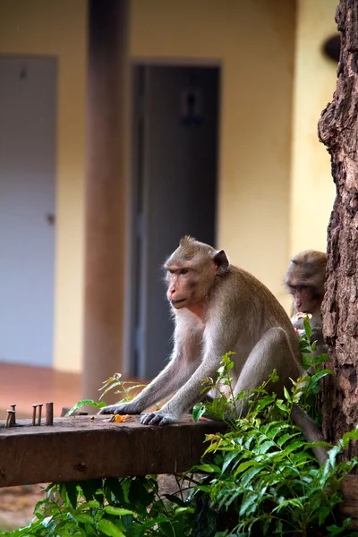 stock image Monkey on Jungle of Thailand
