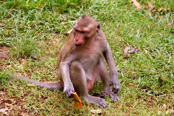 Macaco na selva da Tailândia — Fotografia de Stock