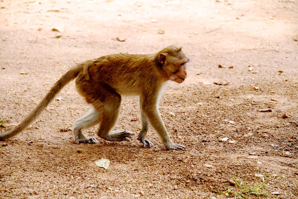 Mono en la selva de Tailandia —  Fotos de Stock