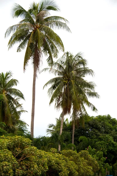 stock image Palm tree on south of Thailand