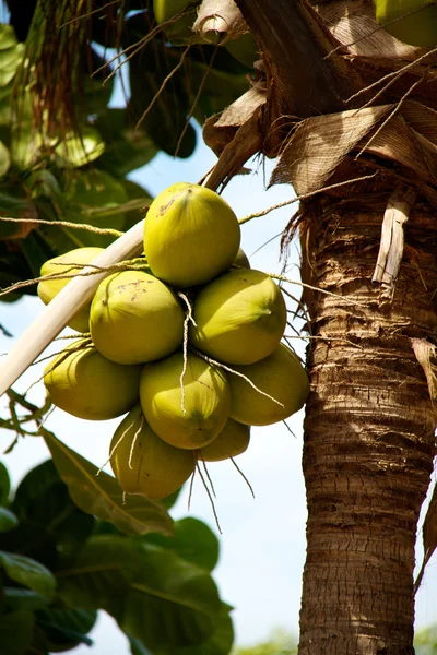 热带椰子的特写 — 图库照片