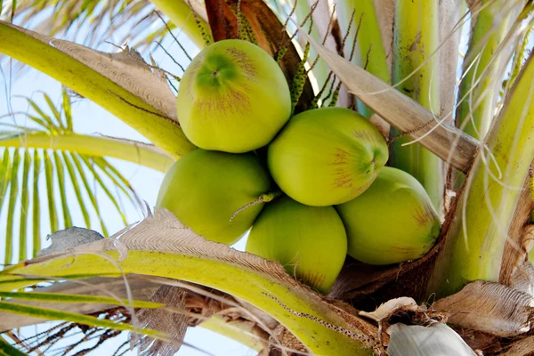 stock image Closeup of tropical coconut