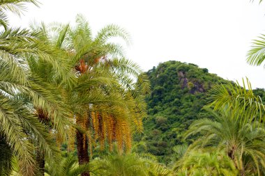 palmiye ağacı üzerinde Tayland güneyinde