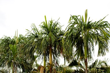 palmiye ağacı üzerinde Tayland güneyinde