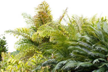 palmiye ağacı üzerinde Tayland güneyinde