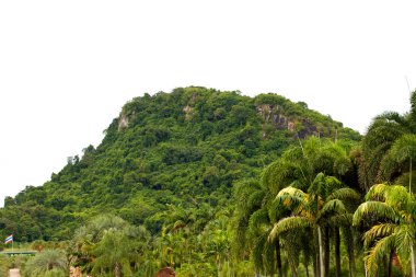 palmiye ağacı üzerinde Tayland güneyinde