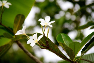 Frangipani (Plumeria)