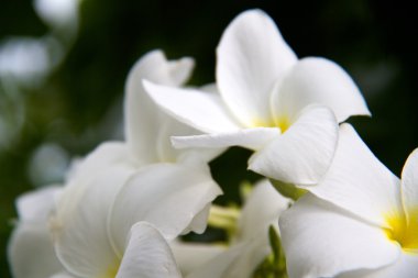 Frangipani (Plumeria)