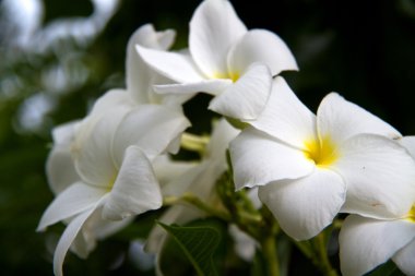 Frangipani (Plumeria)