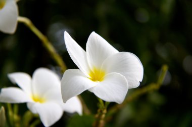 Frangipani (Plumeria)