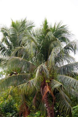 palmiye ağacı üzerinde Tayland güneyinde