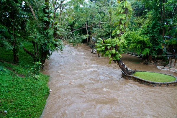 stock image River in jungle, Thailand