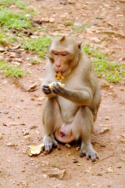 stock image Monkey on Jungle of Thailand