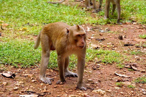 Μαϊμού στη ζούγκλα της Ταϊλάνδης — Φωτογραφία Αρχείου