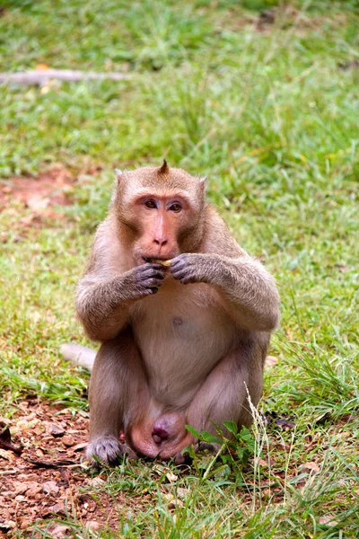 stock image Monkey on Jungle of Thailand