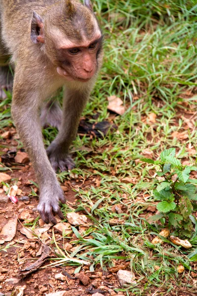 Małpa w dżungli Tajlandia — Zdjęcie stockowe
