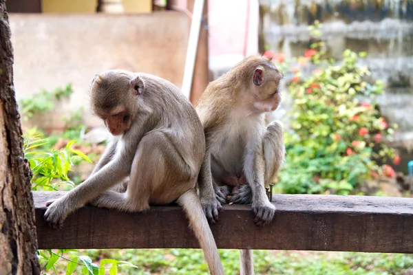 Małpa w dżungli Tajlandia — Zdjęcie stockowe