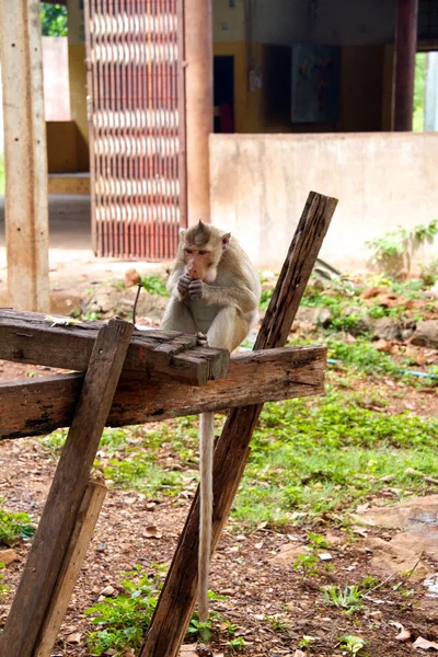 Monyet di Hutan Thailand — Stok Foto