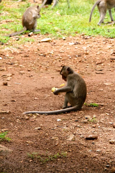 关于泰国丛林猴子 — 图库照片