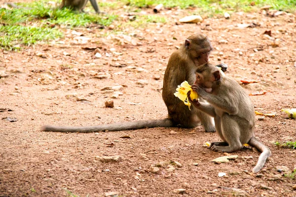 Monkey on Jungle of Thailand — Stock Photo, Image
