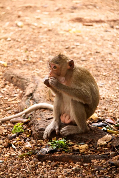 Affe auf Dschungel von Thailand — Stockfoto