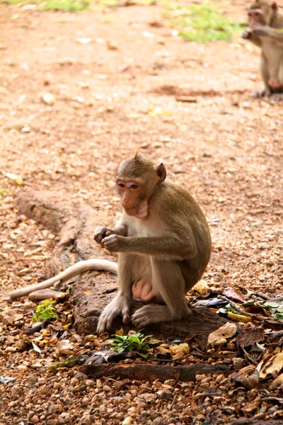 Μαϊμού στη ζούγκλα της Ταϊλάνδης — Φωτογραφία Αρχείου