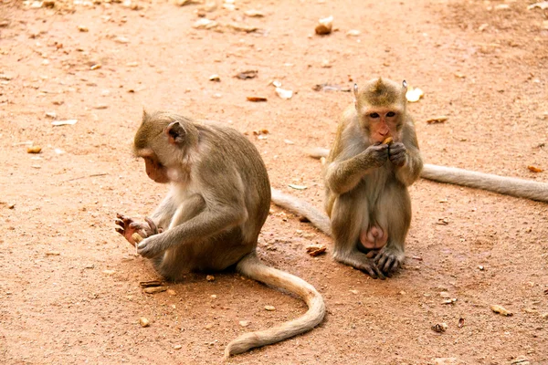 Affe auf Dschungel von Thailand — Stockfoto