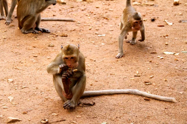Monyet di Hutan Thailand — Stok Foto