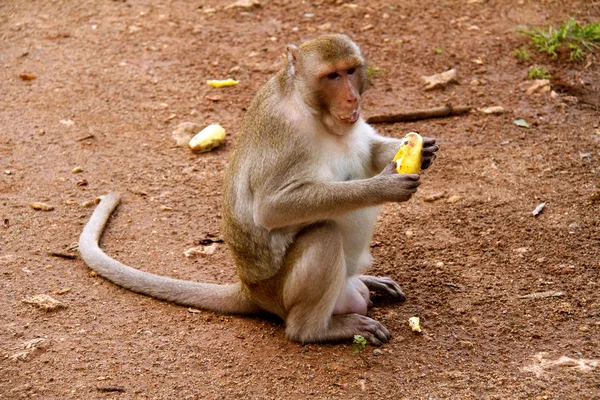 Mono en la selva de Tailandia — Foto de Stock