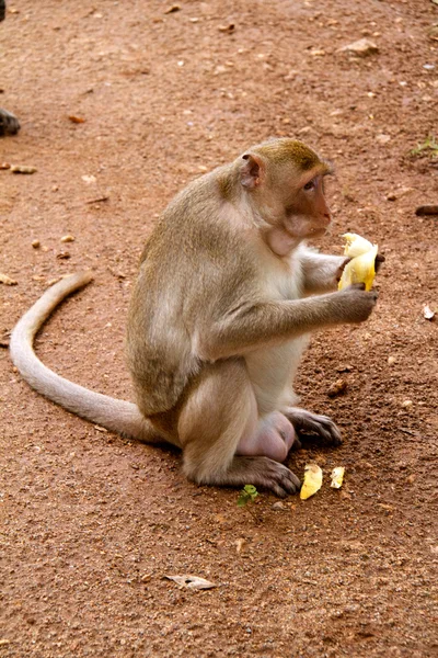 Tayland jungle maymun — Stok fotoğraf