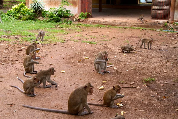 थाईलैंड के जंगल पर बंदर — स्टॉक फ़ोटो, इमेज